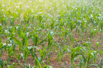 Corn field in the countryside