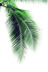 Fototapeta premium leaf coconut tree isolated on white background,Green leaves pattern