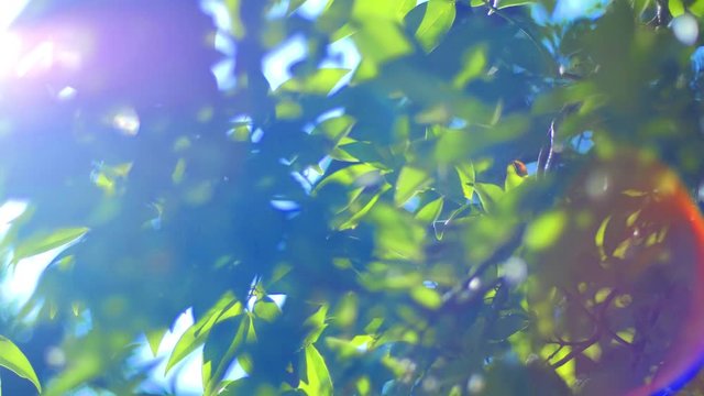 Sunny abstract green nature background
