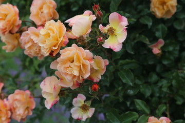 Nature Forest Garden Flowers