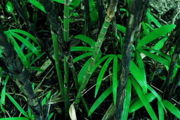 Green leaves pattern,leaf palm tree in the forest