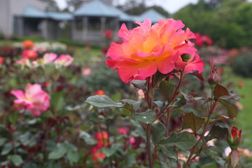 red flowers in the garden