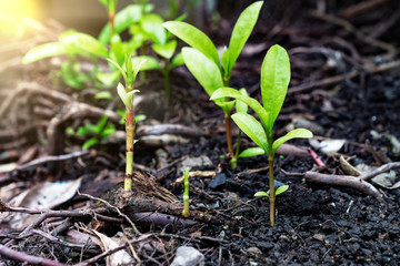 young plant and root with sunlight, ecology or growth concept