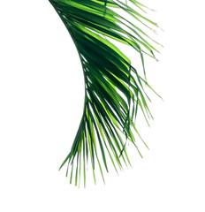 Green leaves pattern,leaf palm tree isolated on white background