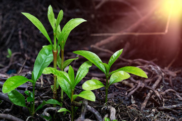 young plant and root with sunlight, ecology or growth concept