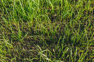 Fresh green spring grass with dew drops closeup with sun on natural defocused light nature bokeh background