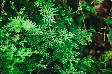 Green tree leaf of fern on the rock.
