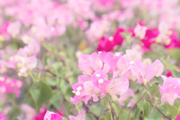 Naklejka na ściany i meble beautiful Bougainvillea flower for wallpaper texture and background,soft focus