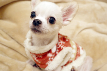 冬服の白いチワワ