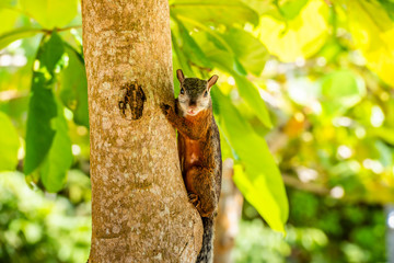 A tropical squirrel sits on an almond tree.