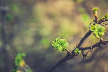 Currant branch with new green leaves. Selective focus. Shallow depth of field.