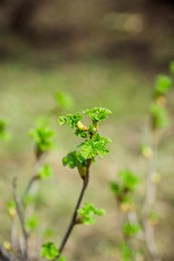 Currant branch with new green leaves. Selective focus. Shallow depth of field.
