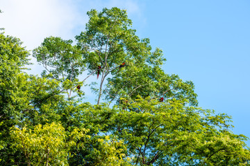 Flock of macaw parrots are sitting on a tree in a rainforest.