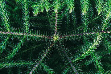 Top view of closeup to young pine tree leaf.