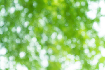 Obraz premium natural green bokeh abstract background,blurred textured