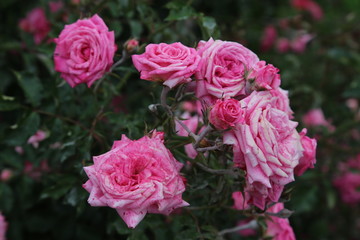 pink rose in the garden