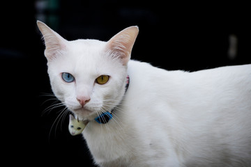 White cat with multi-colored eyes,beige and blue