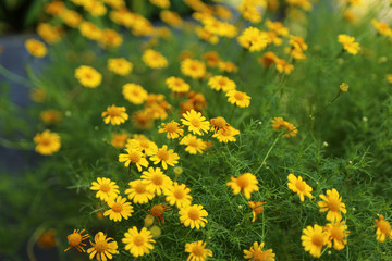 Fototapeta premium Field of yellow flowers.