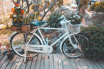 Old vintage bike or bicycle with colorful flower pot.