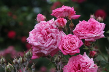 pink roses in garden