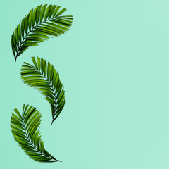Green palm leaves pattern for nature concept,tropical leaf on green background
