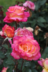 pink rose in the garden