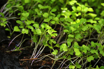 Young plants in the garden. Baby Chinese Kale in organic farm.