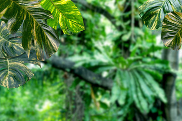  Green leaves pattern for nature concept,leaf of Epipremnum aureum with blur forest background