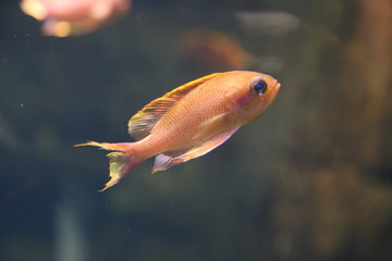 Obraz premium Underwater