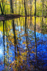 Obraz premium Beautiful stream and autumn colors in the forest, on a sunny day in November