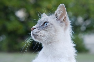 Obraz premium Alert domestic Persian or Siamese type cat with blue eyes and white whiskers looking left