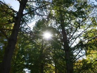 木漏れ日