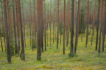 City Cesis, Latvia. Pine forest with trees and green moss. Travel photo 2. november 2019.