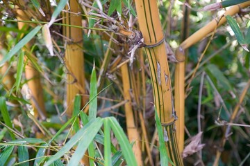 Obraz premium close up view of wild yellow bamboo shoots