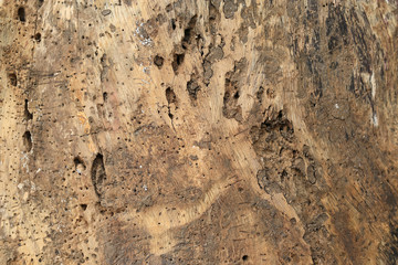 Detail of old outer shell peeled of the tree for background.
