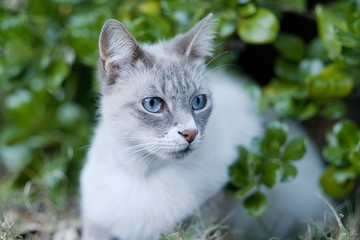Beautiful persian or Siamese cat with blue eyes watching and looking