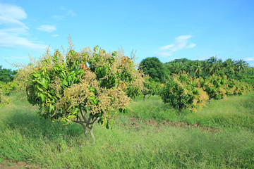 Mango trees in field with bunches of mango flowers.