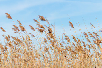 Common reed, Dry reeds, blue sky, (Phragmites australis) - obrazy, fototapety, plakaty