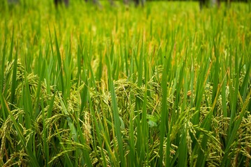 Organic Rice filled and blue sky background in Thailand