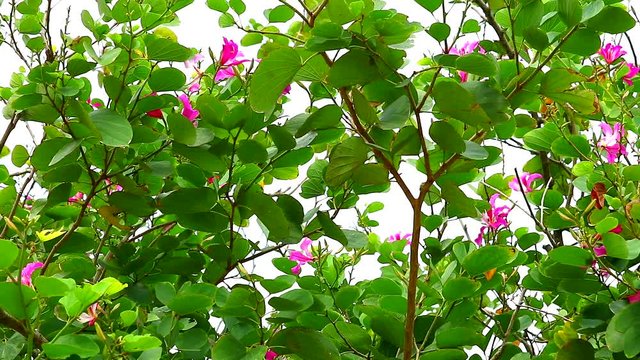Purple Orchid Tree, Hong Kong Orchid Tree, Purple Bauhinia panning flowers blomming in the garden