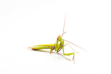 big green Mantis isolated on white background