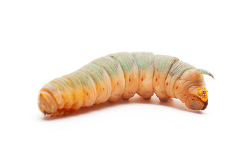 Oleander Hawk Moth Caterpillar Walking slowly and photographed against white background.