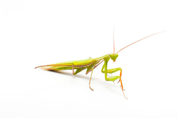 big green Mantis isolated on white background