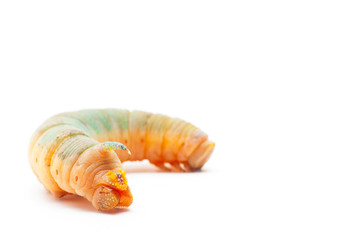 Oleander Hawk Moth Caterpillar Walking slowly and photographed against white background.