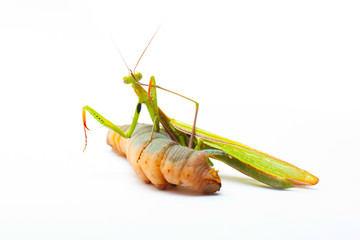 big green Mantis praying and eating Hawk-moth on white