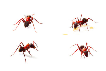 Set of four ant photos isolated on white background