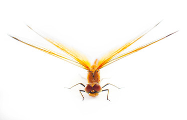 Big dragonfly isolated on a white background