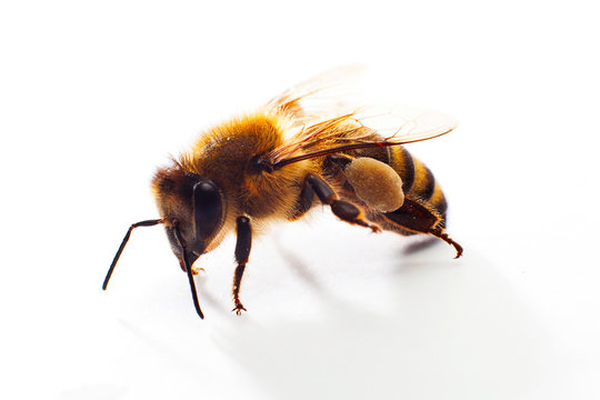 Honey bee isolated on the white background.