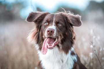 Rassehund Collie