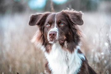 Rassehund Collie